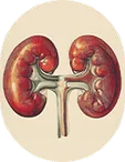 Acute Kidney Disease